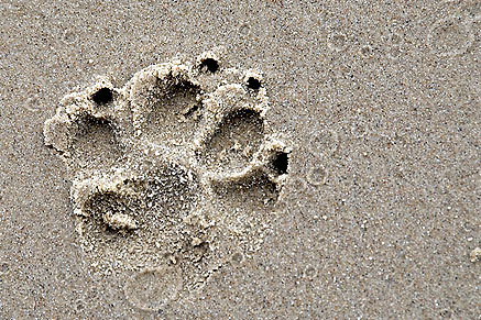 graphic & design vögele